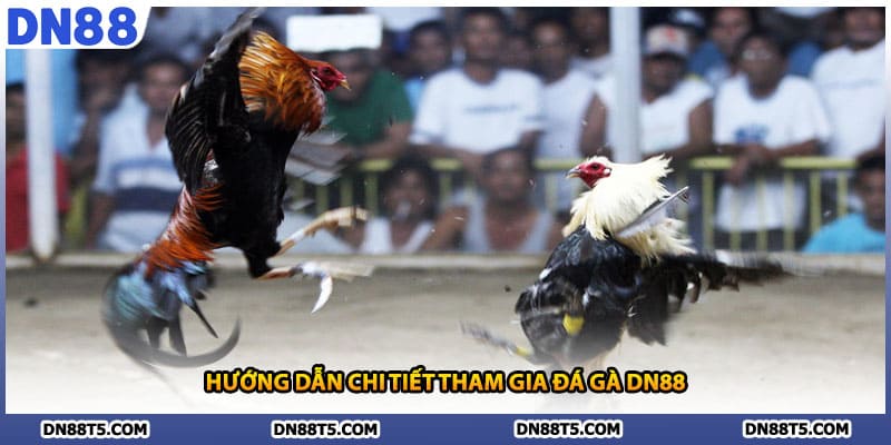 Hướng dẫn chi tiết tham gia đá gà DN88