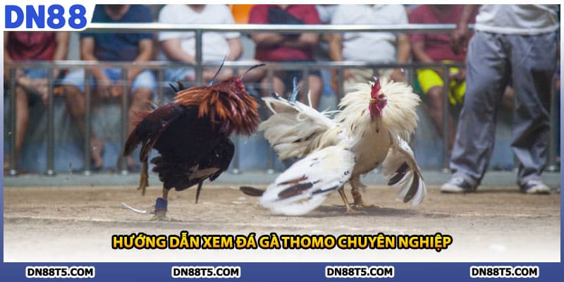 Hướng dẫn xem đá gà thomo chuyên nghiệp