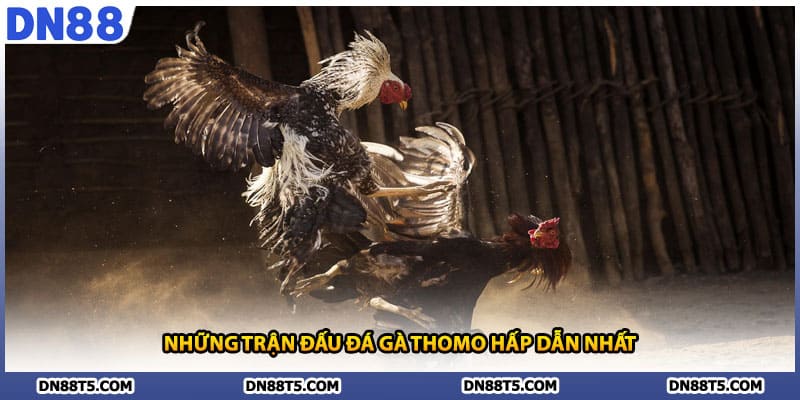Những trận đấu đá gà thomo hấp dẫn nhất